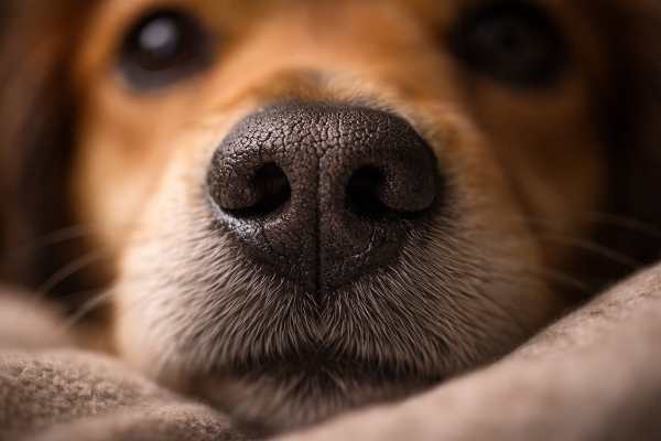 Co pes cítí ze člověka?